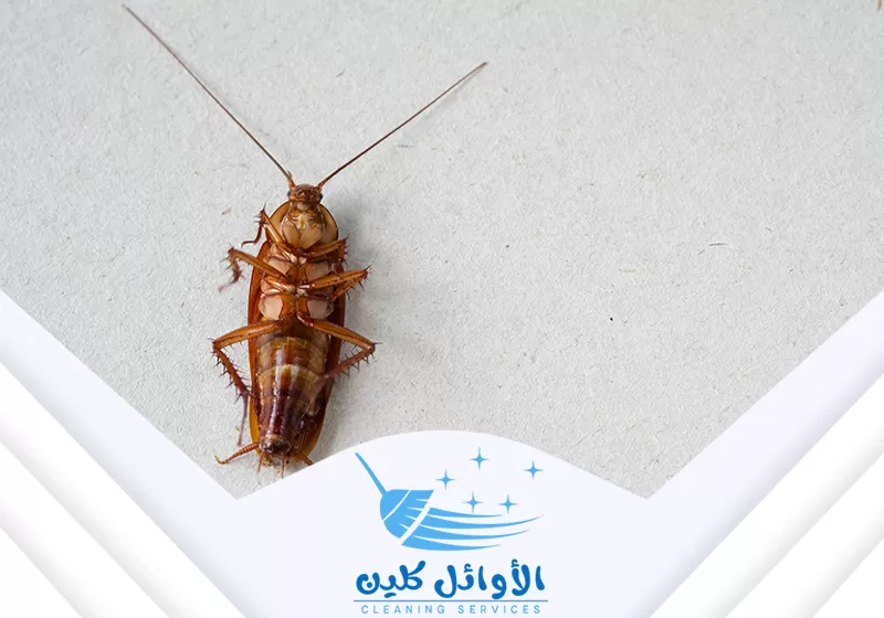 شركة مكافحة حشرات بالرياض 0590598644