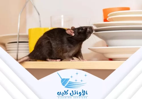 أرخص شركة مكافحة حشرات بالرياض تقدم خدمات فعّالة وبأسعار مناسبة للقضاء على الحشرات مثل الفئران والصراصير